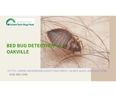 Canine Bed Bug Detection Markham | free-classifieds-canada.com - 4