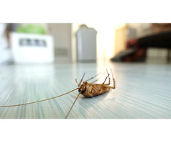 Avoid Fifthly Critters with Cockroach Exterminator Toronto | free-classifieds-canada.com - 1
