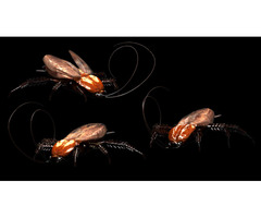 Avoid Fifthly Critters with Cockroach Exterminator Toronto | free-classifieds-canada.com - 2