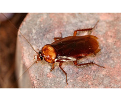 Avoid Fifthly Critters with Cockroach Exterminator Toronto | free-classifieds-canada.com - 3