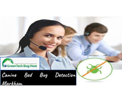 Bed Bug Pest Control in Mississauga | free-classifieds-canada.com - 2