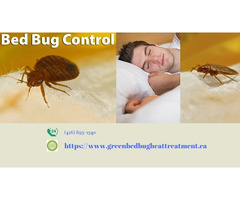 Bed Bug Pest Control in Mississauga | free-classifieds-canada.com - 3
