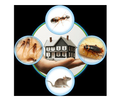 Rat control services surrey | Top Line Pest Control Service | free-classifieds-canada.com - 1