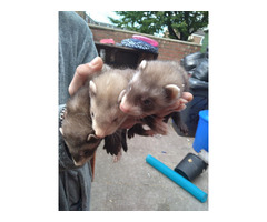 Baby ferrets | free-classifieds-canada.com - 1
