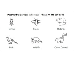 Best Pest Control Services in Markham Ontario | free-classifieds-canada.com - 1