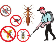 Best Pest Control Services in Markham Ontario | free-classifieds-canada.com - 2
