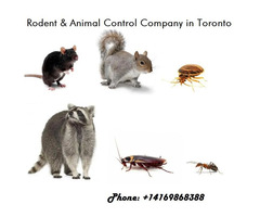 Rodent and Animal Control Company in Toronto | free-classifieds-canada.com - 1