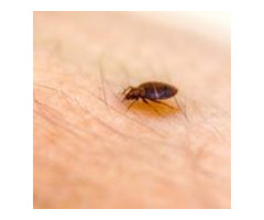 Pest Control Delta | free-classifieds-canada.com - 1