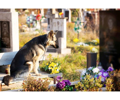Animal cremation near me | free-classifieds-canada.com - 1