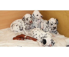 Dalmatian Puppies | free-classifieds-canada.com - 1
