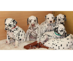 Dalmatian Puppies | free-classifieds-canada.com - 2