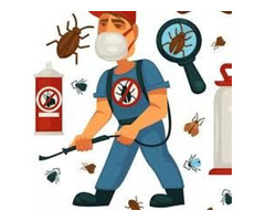 Bed bug removal/exterminator in Brampton | free-classifieds-canada.com - 1