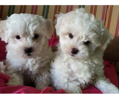 Adorable outstanding Maltese puppies | free-classifieds-canada.com - 1