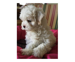 Adorable outstanding Maltese puppies | free-classifieds-canada.com - 2