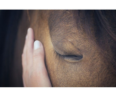 Horse cremation | free-classifieds-canada.com - 1
