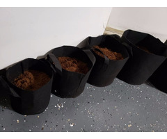 Coco peat, Perlite, Epsom Salt, Planters Pots, Planters Grow Bag and Vases  | free-classifieds-canada.com - 3