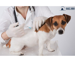 Cheap Dog Vaccination Kington | free-classifieds-canada.com - 1