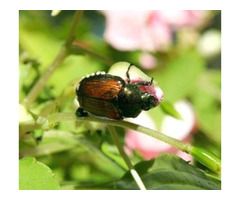 Pest extermination in Brampton | free-classifieds-canada.com - 1