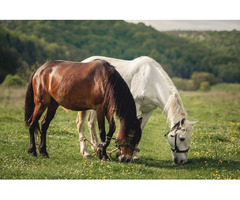Horse cremation | free-classifieds-canada.com - 1