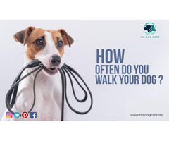 How Often Do You Walk Your Dog | free-classifieds-canada.com - 1
