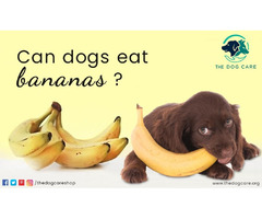 Can Dog Eat Banana | free-classifieds-canada.com - 1