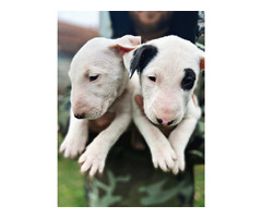 Bull terrier puppies | free-classifieds-canada.com - 2