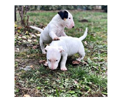 Bull terrier puppies | free-classifieds-canada.com - 3