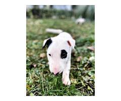 Bull terrier puppies | free-classifieds-canada.com - 4