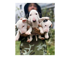 Bull terrier puppies | free-classifieds-canada.com - 5