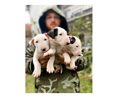 Bull terrier puppies | free-classifieds-canada.com - 6