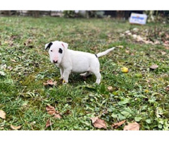 Bull terrier puppies | free-classifieds-canada.com - 7
