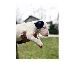 Bull terrier puppies | free-classifieds-canada.com - 8
