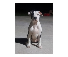 American Staffordshire Terrier - females  | free-classifieds-canada.com - 1