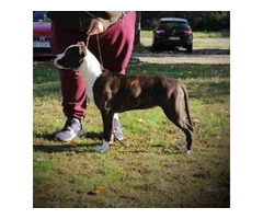 American Staffordshire Terrier - females  | free-classifieds-canada.com - 2