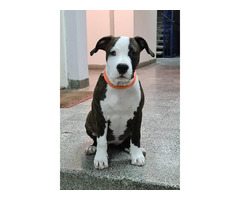 American Staffordshire Terrier - females  | free-classifieds-canada.com - 4