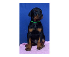 Doberman puppies for sale | free-classifieds-canada.com - 1