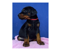 Doberman puppies for sale | free-classifieds-canada.com - 2