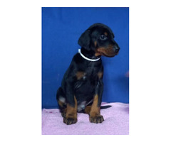 Doberman puppies for sale | free-classifieds-canada.com - 3