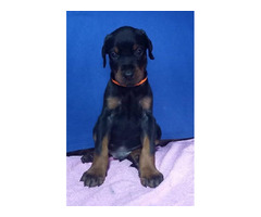 Doberman puppies for sale | free-classifieds-canada.com - 4