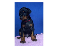 Doberman puppies for sale | free-classifieds-canada.com - 5