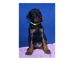 Doberman puppies for sale | free-classifieds-canada.com - 6