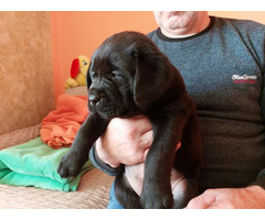 Labrador - top puppies  | free-classifieds-canada.com - 1