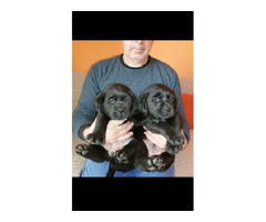 Labrador - top puppies  | free-classifieds-canada.com - 2