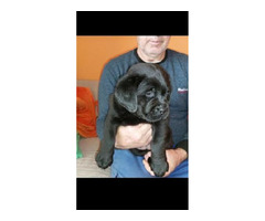 Labrador - top puppies  | free-classifieds-canada.com - 3