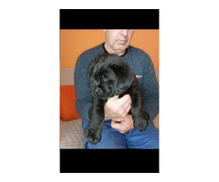 Labrador - top puppies  | free-classifieds-canada.com - 4