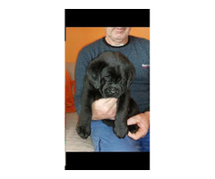 Labrador - top puppies  | free-classifieds-canada.com - 5