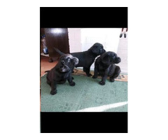 Labrador - top puppies  | free-classifieds-canada.com - 6