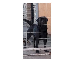 Labrador - top puppies  | free-classifieds-canada.com - 7