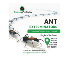 Ant Pest Control in Hamilton | free-classifieds-canada.com - 1