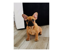 French bulldog - puppies for sale  | free-classifieds-canada.com - 1